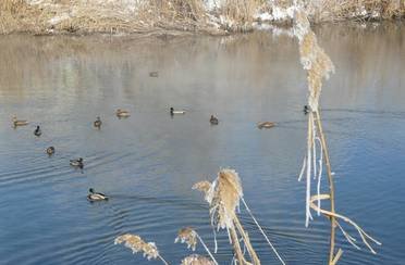 Тихая. Фото 1904.