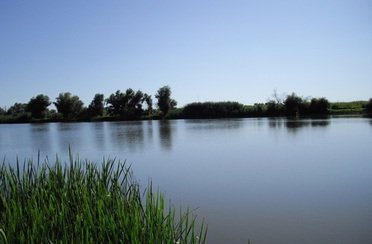 Осетр. Фото 2012.