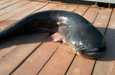 Моряна. Фото 2314.