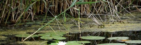 Астраханская жемчужина. Фото 2330.