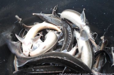 Белавино. Фото 2372.