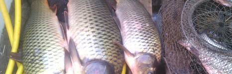 У Петровича. Фото 263.