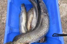 Фишинг Холл. Фото 2775.