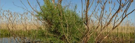 Каспийская. Фото 2852.