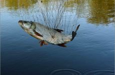 Каспийская. Фото 2859.