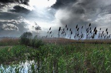 Нерестина. Фото 2909.