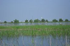 Волчок. Фото 2922.