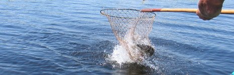 Золотой лотос. Фото 2995.