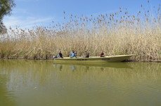 Золотой лотос. Фото 2996.