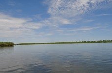 Золотой лотос. Фото 2997.