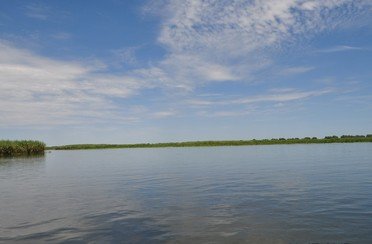 Золотой лотос. Фото 2997.