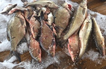 Ершиха. Фото 3199.