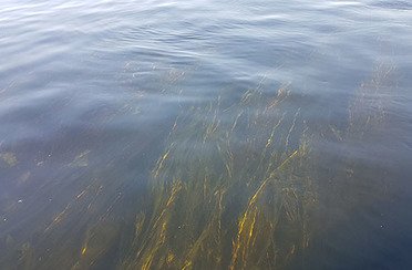 Остров Колочный. Фото 3357.