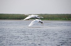 Остров Колочный. Фото 3359.