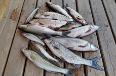 World-Fish. Фото 3455.