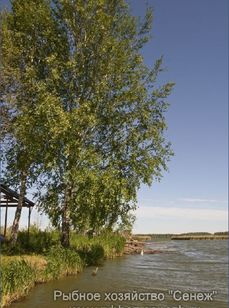 Сенеж. Фото 3507.