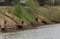 Золотые караси. Фото 3577.