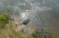 Пионерский пруд. Фото 3616.