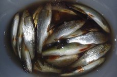 Озеро Копанское. Фото 363.