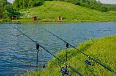 Ромашково. Фото 3644.