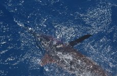 Captain Hook fishing charters. Фото 3663.