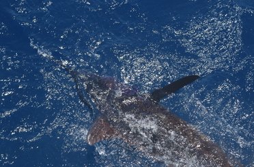 Captain Hook fishing charters. Фото 3664.