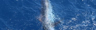 Captain Hook fishing charters. Фото 3665.