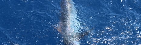 Captain Hook fishing charters. Фото 3665.