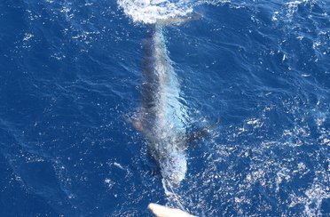 Captain Hook fishing charters. Фото 3665.