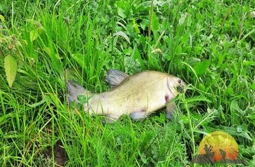 Золотой сазан. Поливаново. Фото 3719.