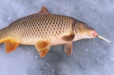 Золотые барханы. Фото 3827.