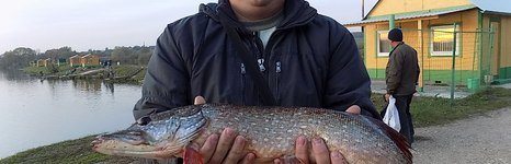 Супер карп. Фото 4019.