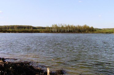 Gold Fish. Фото 431.