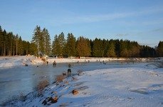 Золотой карп. Фото 4447.