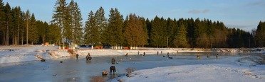 Золотой карп. Фото 4447.