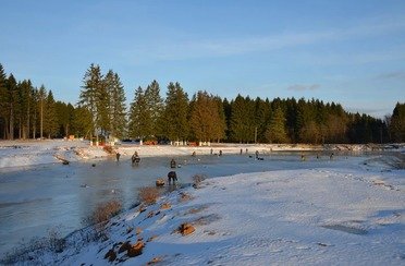 Золотой карп. Фото 4447.