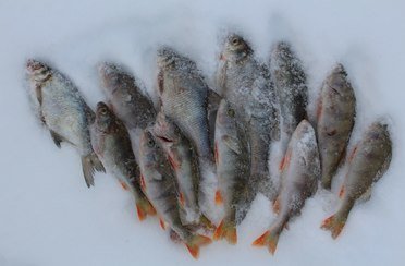 Старый сиг. Фото 453.