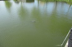 Бобок. Фото 4650.