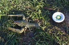 Золотой сазан. Фото 4756.