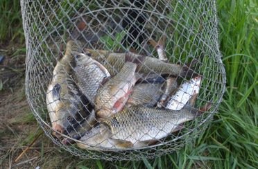 Золотой сазан. Фото 4763.