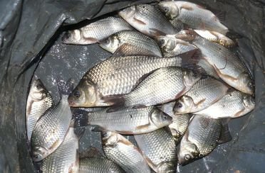 Вольное. Фото 4792.