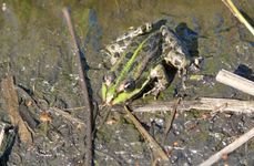 Вольное. Фото 4797.