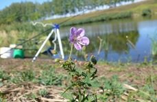 Вольное. Фото 4798.