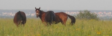 Барское подворье. Фото 4807.