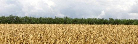 Коломенский пруд. Фото 4983.