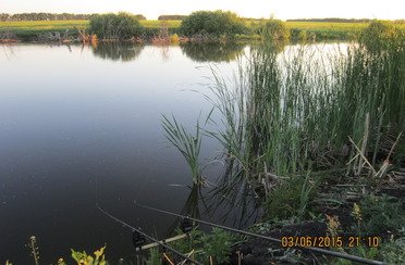 Закоряженный пруд. Фото 5143.
