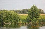 Закоряженный пруд. Фото 5145.