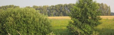 Закоряженный пруд. Фото 5145.