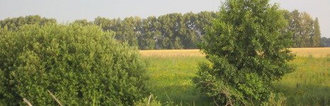 Закоряженный пруд. Фото 5145.