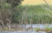 Закоряженный пруд. Фото 5148.